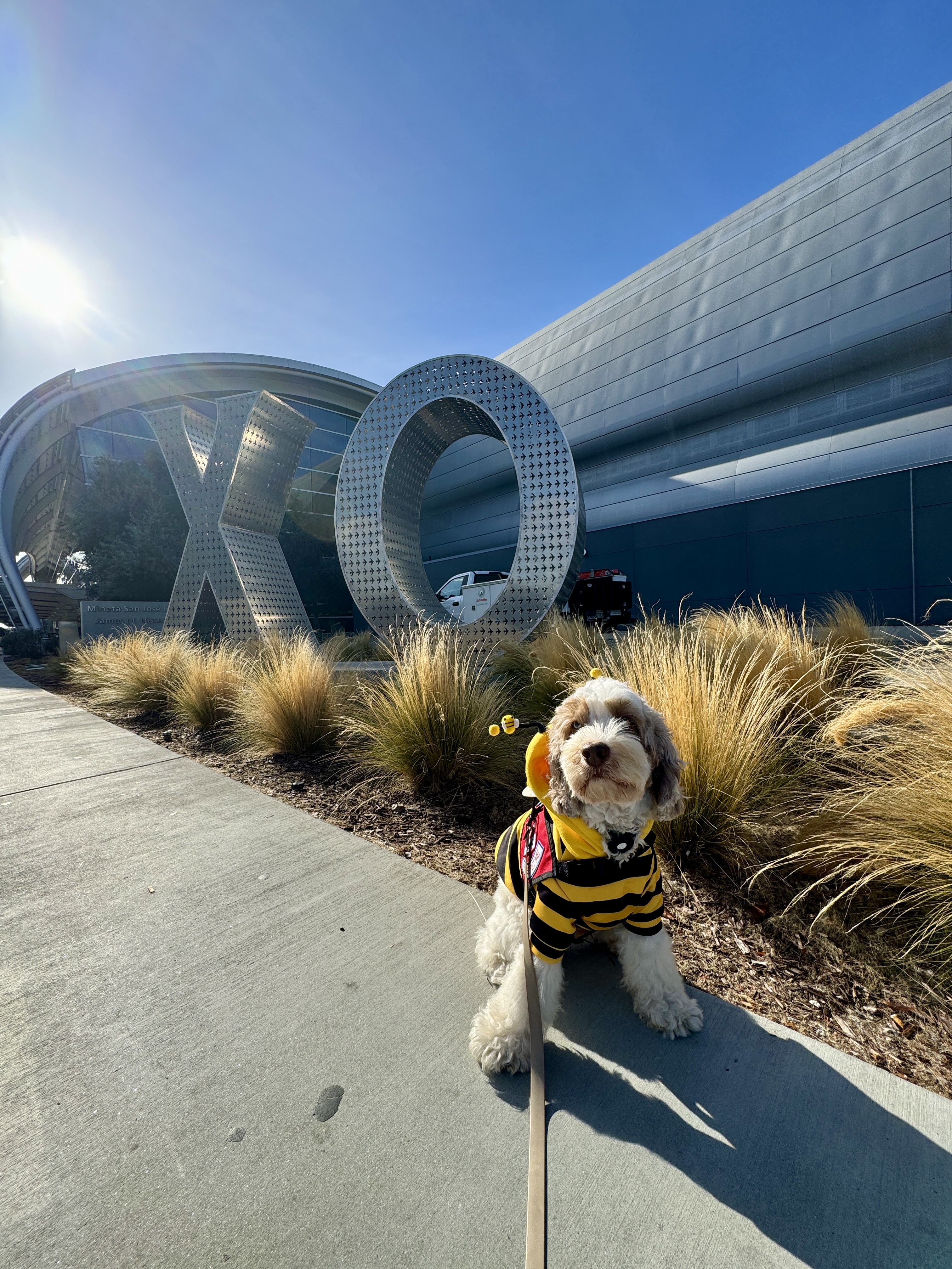 Dog in front of XO