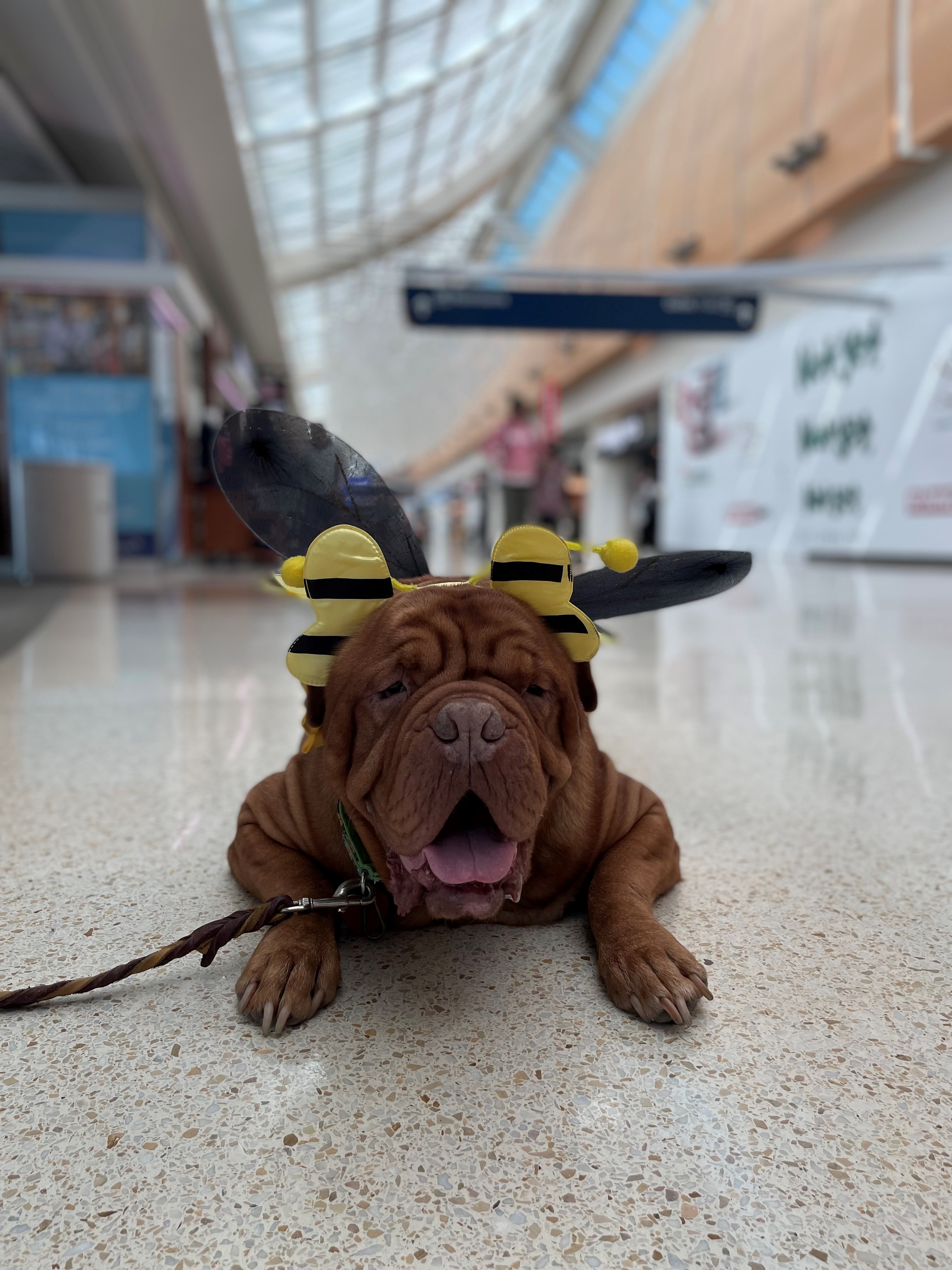 Therapy animal at SJC