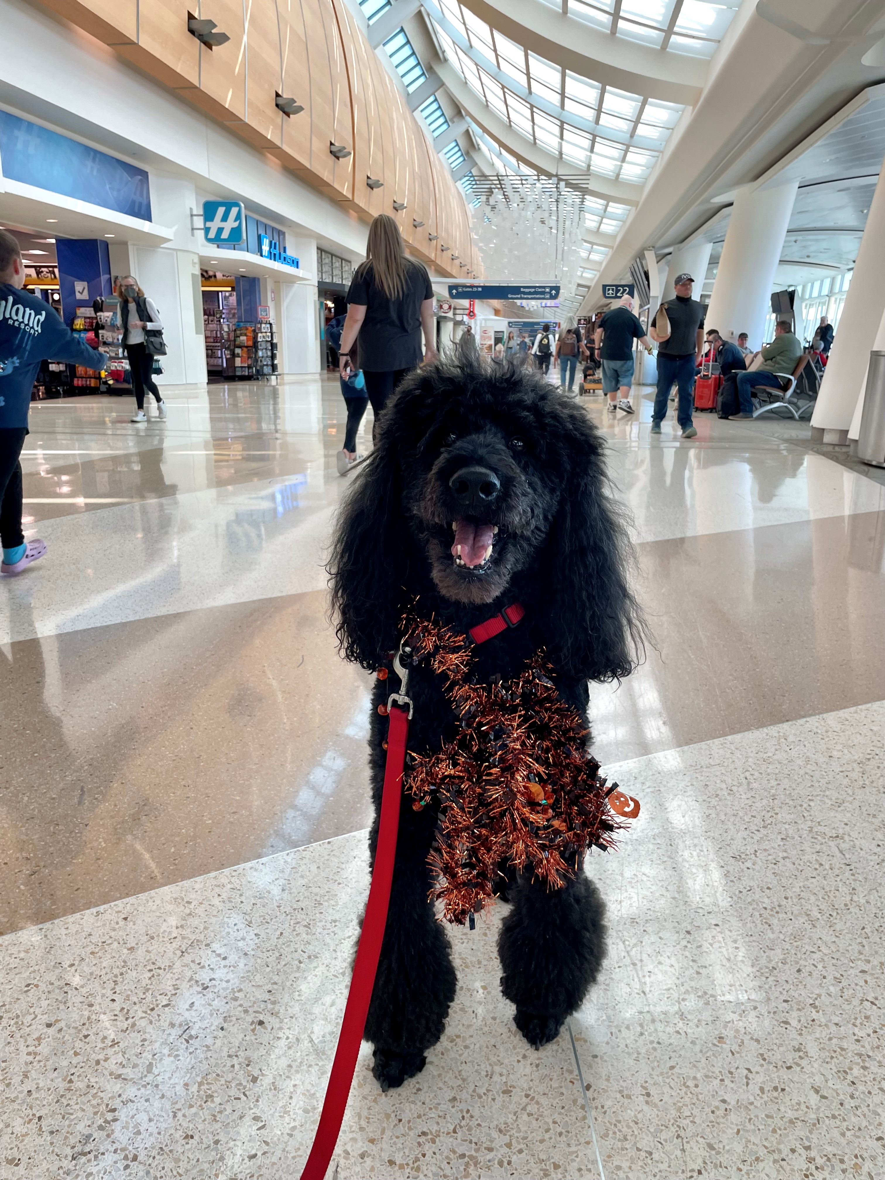 Therapy animal at SJC