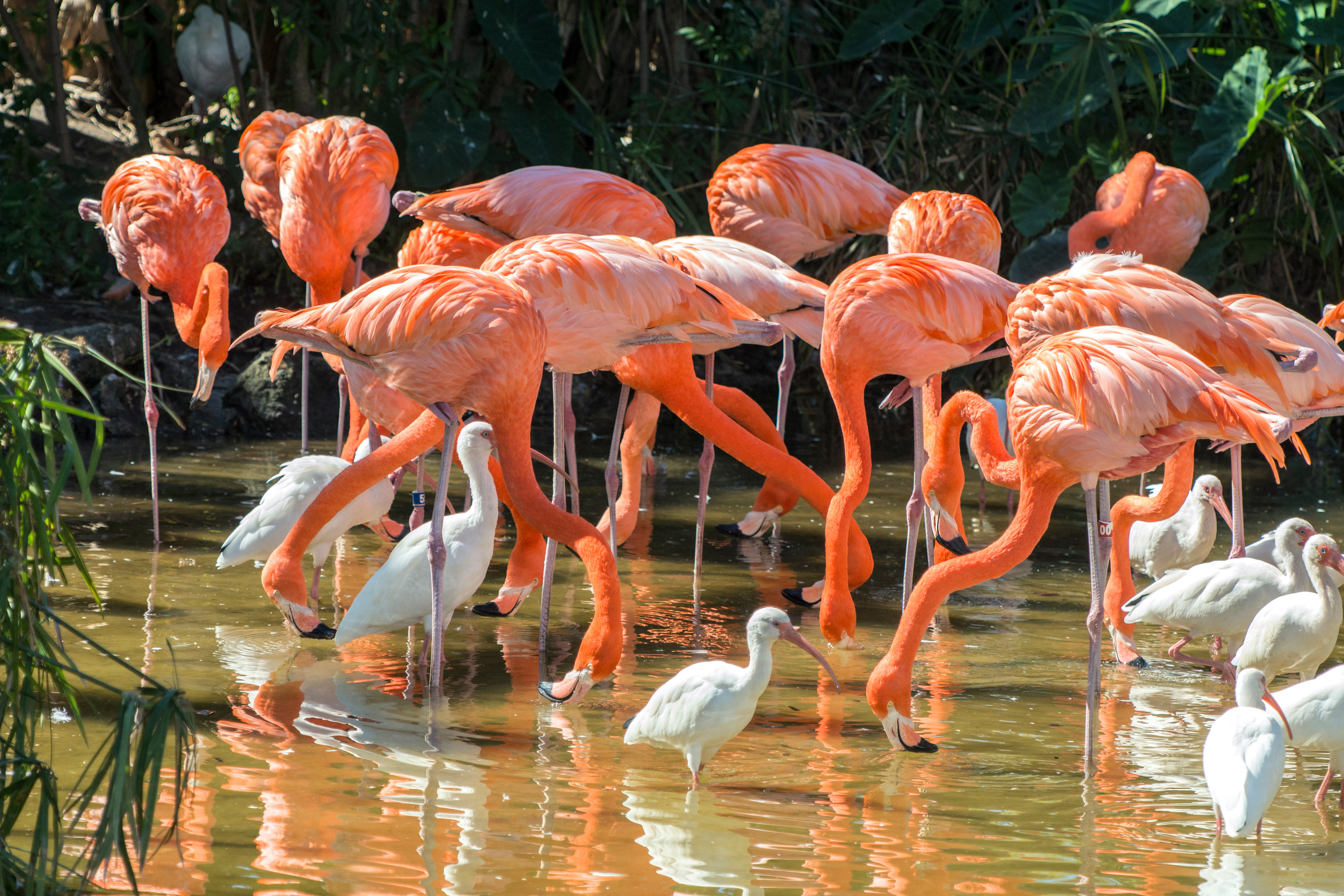 Orlando Flamingos
