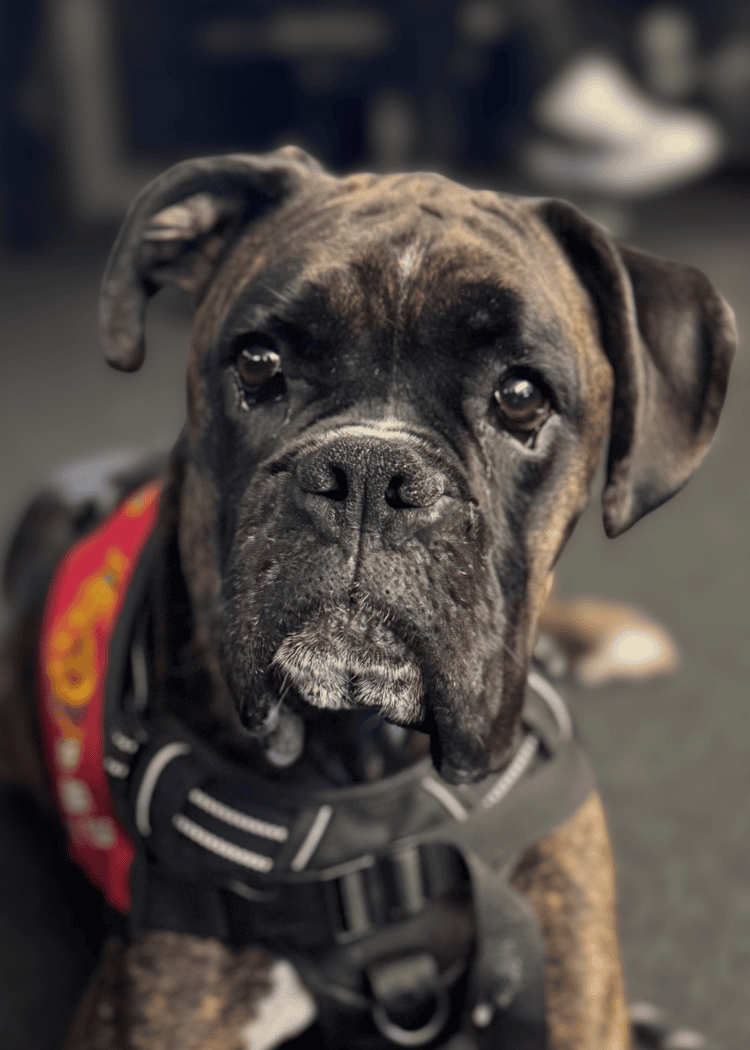 Bruce