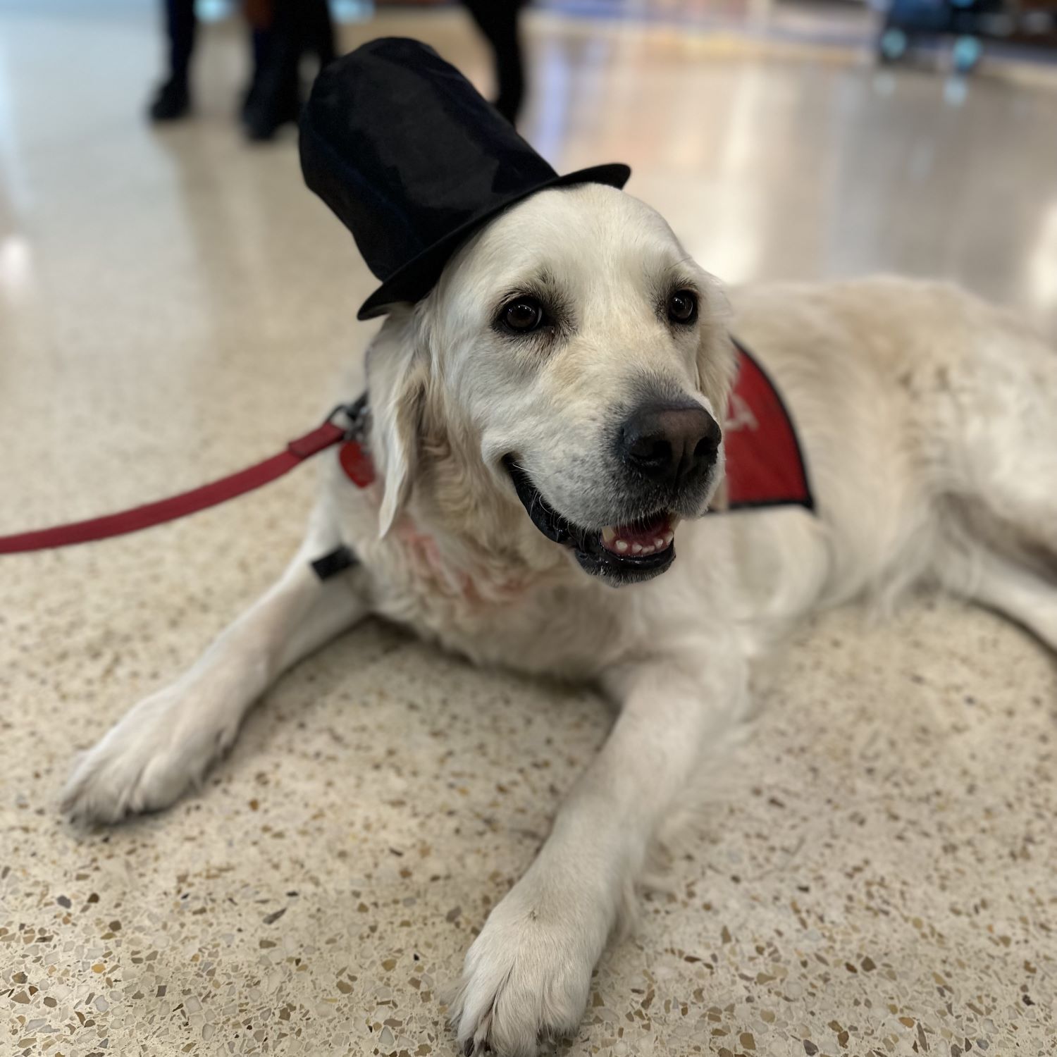 Therapy Animals – SJC Happy Tails