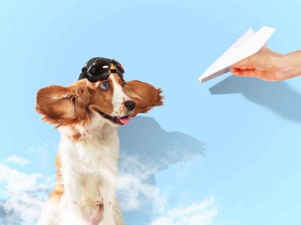 Dog and Paper Airplane