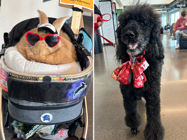 Vday Happy Tails Parade