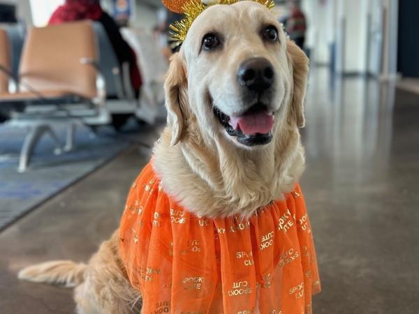 Happy Tails Halloween Parade